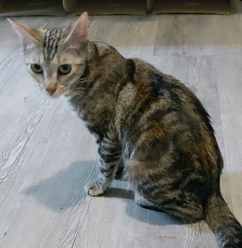 An adult medium-sized female Domestic Short Hair cat named Misu for adoption in Pompano Beach, FL