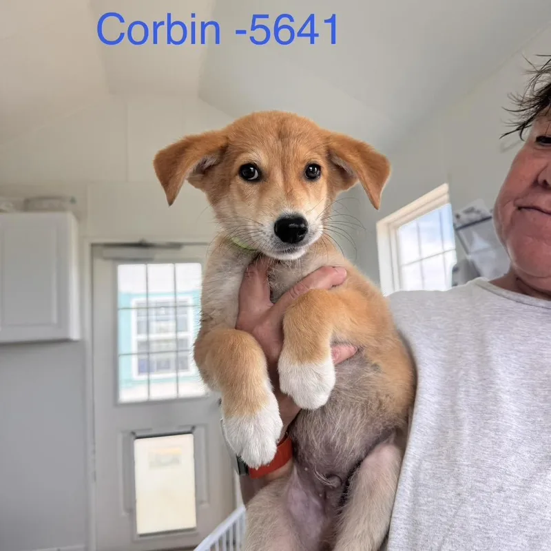 A baby medium-sized male Apricot / Beige Mixed Breed dog named Corbin for adoption in Tacoma, WA