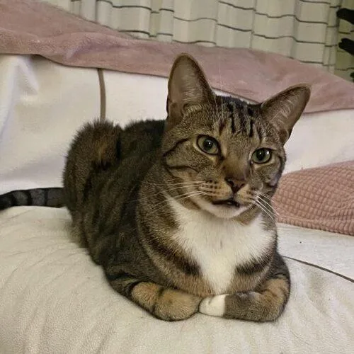 A young medium-sized male Bengal cat named Charlie for adoption in Tampa, FL