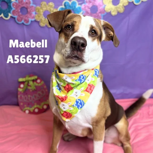 An adult large-sized female Pit Bull Terrier dog named Maebell for adoption in Huntsville, AL