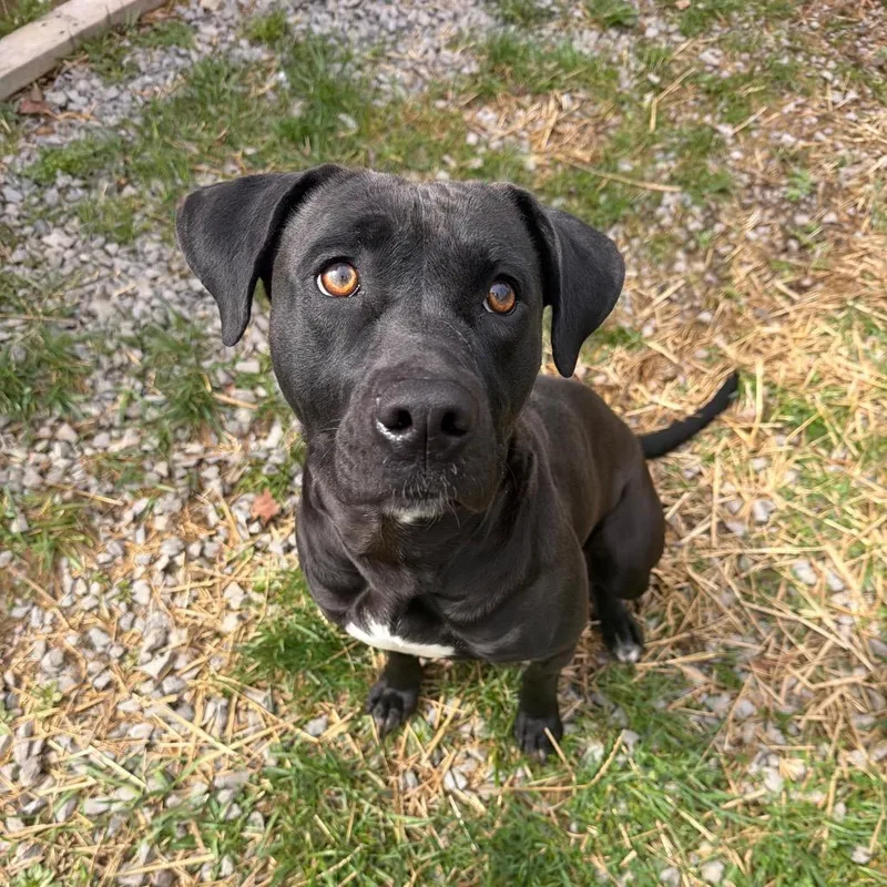 An adult medium-sized female Black Labrador Retriever dog named Blair for adoption in Fairmont, WV