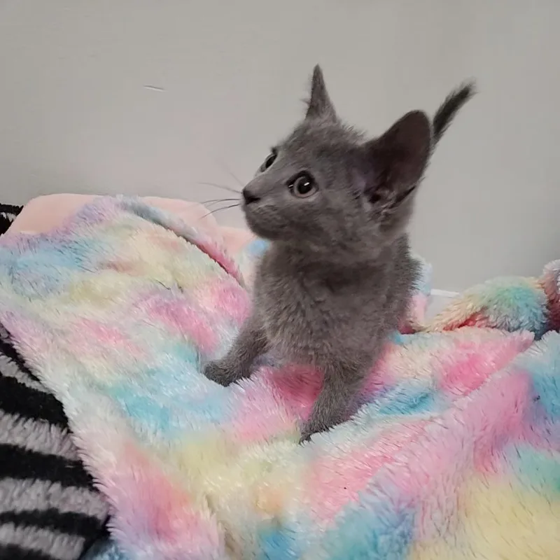 Josephine thumbnail 2