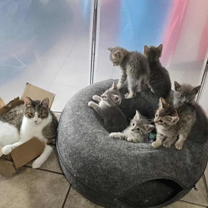 Josephine thumbnail 3