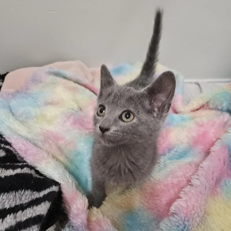 Josephine thumbnail 4