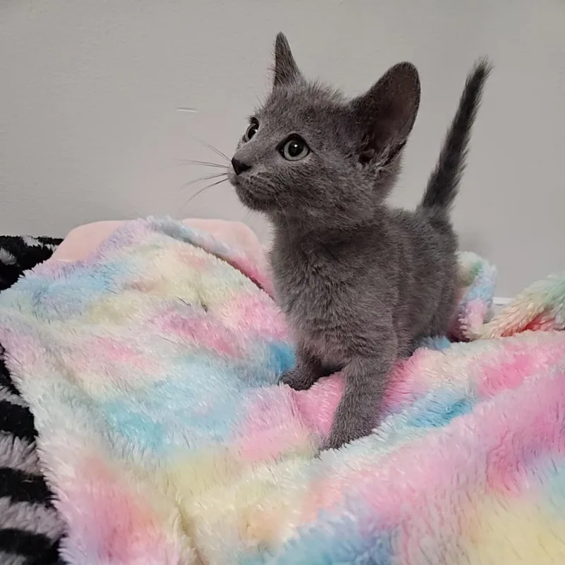 Josephine thumbnail 5