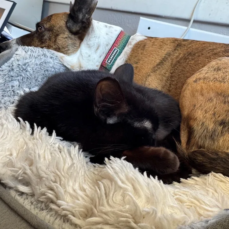 Muffin thumbnail 2