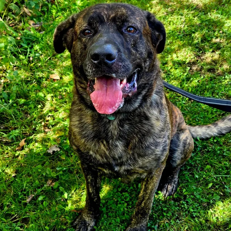 A young large-sized male Shepherd dog named Bernard for adoption in Warren, OH