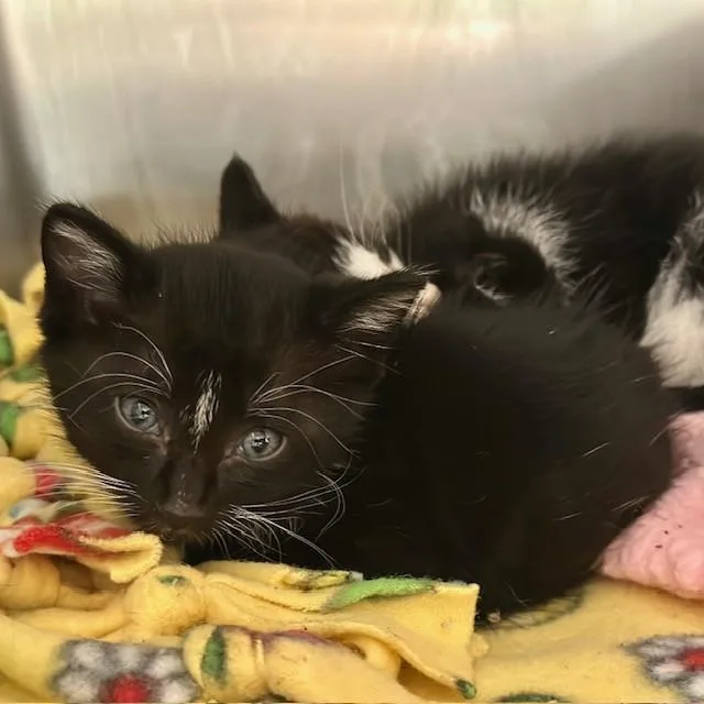 A baby small-sized male Domestic Short Hair cat named Dusty for adoption in Riverside, CA