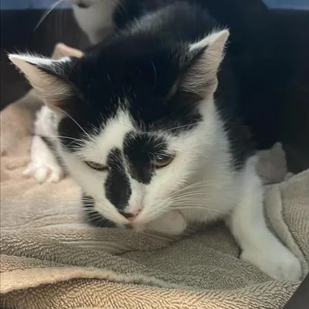 An adult medium-sized female Black Domestic Short Hair cat named Tamera for adoption in Tacoma, WA