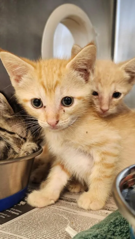 A baby small-sized male Domestic Short Hair cat named Tofu for adoption in Houston, TX