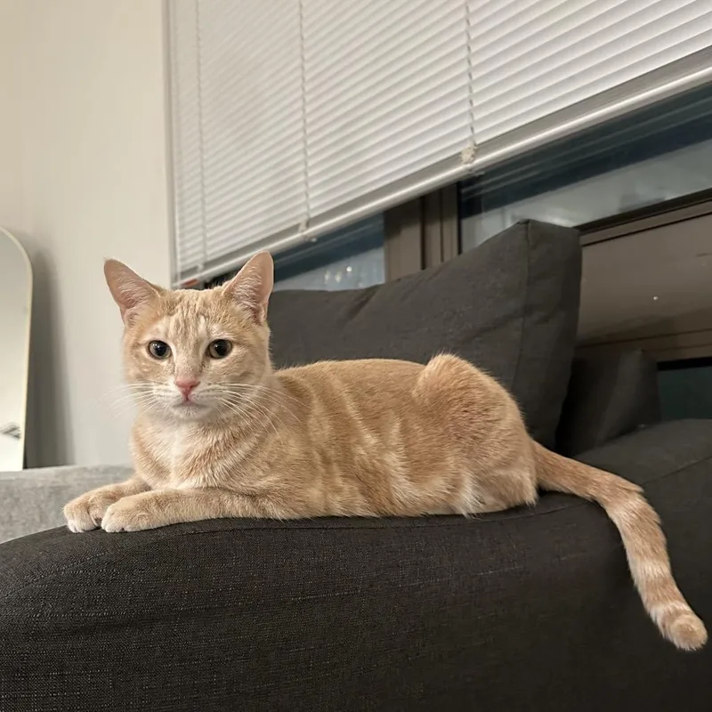 Willow Fka Lila Parks