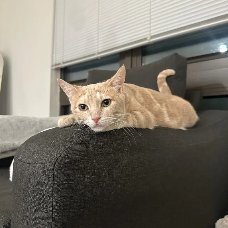 Willow Fka Lila Parks thumbnail 3