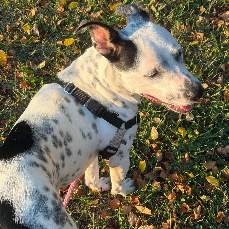 A young medium-sized female Cattle Dog dog named Missy for adoption in Moyock, NC