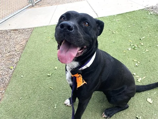 An adult large-sized female Pit Bull Terrier dog named Kalifa for adoption in Phoenix, AZ