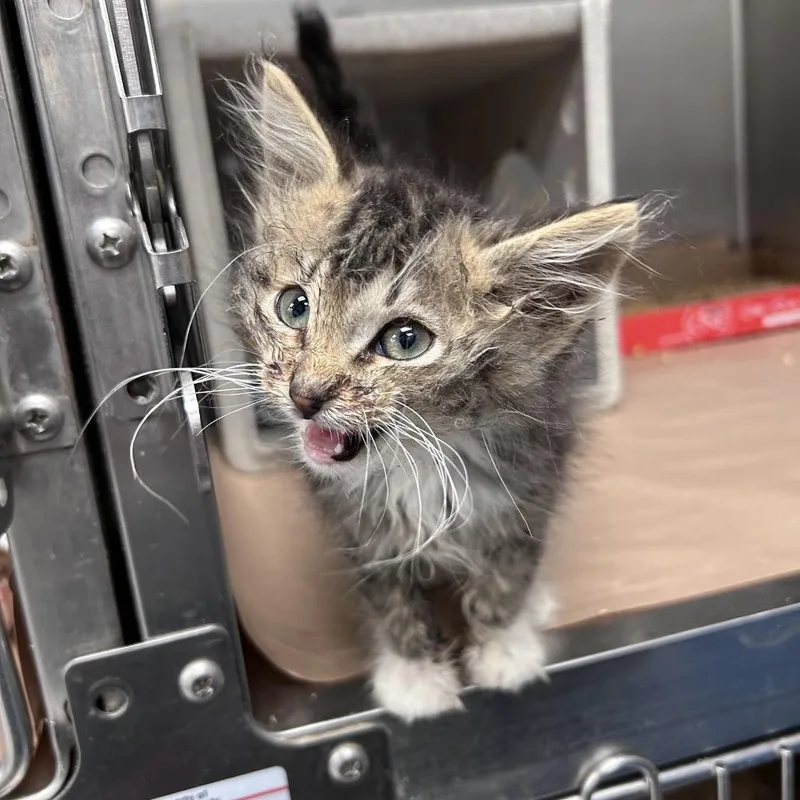 A baby small-sized male Brown / Chocolate Domestic Medium Hair cat named Darris Ruckus for adoption in Bastrop, TX