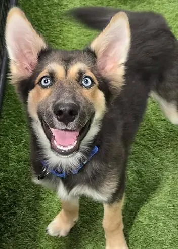 A young medium-sized male Shepherd dog named Ben Affleck for adoption in Racine, WI