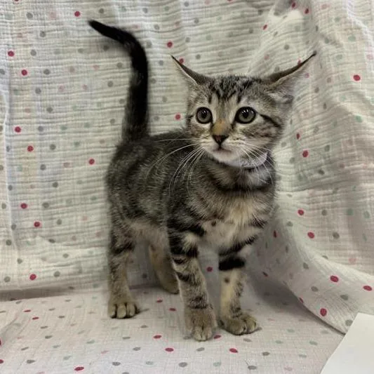A baby small-sized female Brown / Chocolate Domestic Short Hair cat named Lagoon for adoption in Long Beach, CA