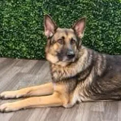 An adult medium-sized female German Shepherd Dog dog named Naomi for adoption in Myrtle Beach, SC