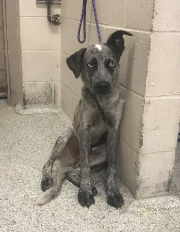 A baby small-sized male Australian Cattle Dog / Blue Heeler dog named Gumdrop for adoption in Conroe, TX