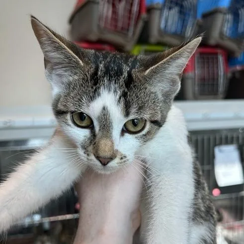 A baby small-sized female Brown / Chocolate Domestic Short Hair cat named Eliza for adoption in Matteson, IL