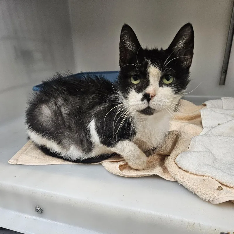 A senior medium-sized female Black Domestic Short Hair cat named Gale for adoption in Ridgely, MD