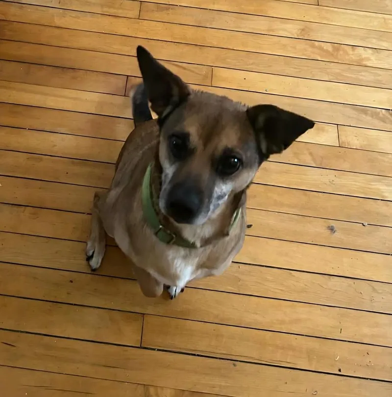 A young medium-sized male Tricolor (Brown, Black, & White) Mixed Breed dog named Roscoe for adoption in White River Junction, VT