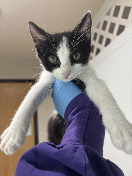 A baby small-sized male Domestic Short Hair cat named Julien for adoption in Sherwood, OR
