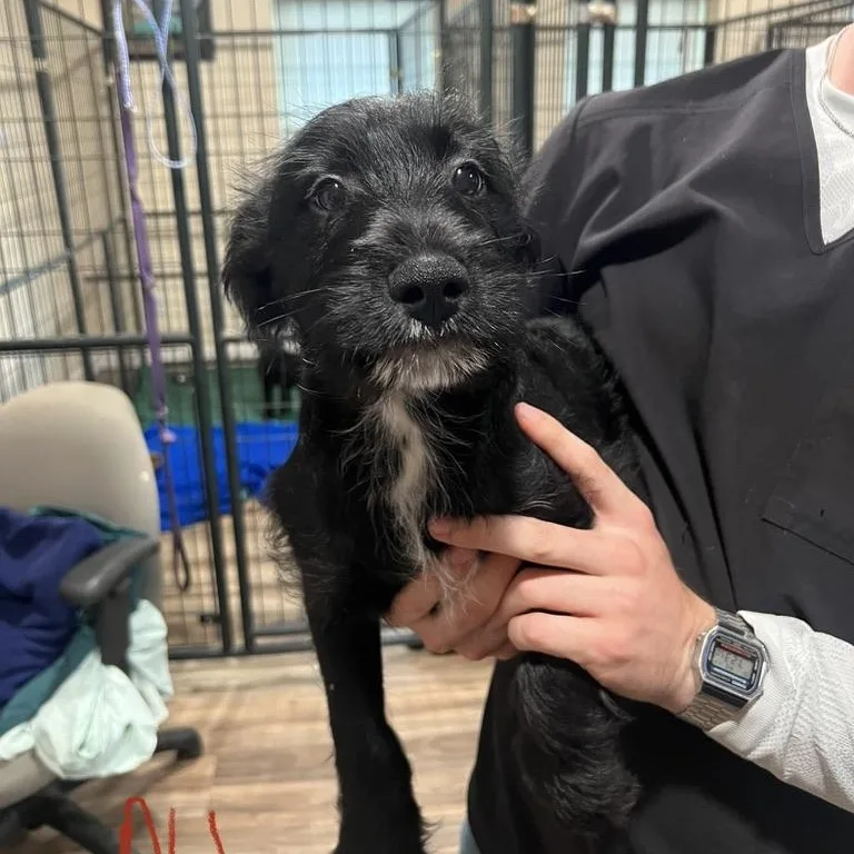 A baby medium-sized male Black Miniature Schnauzer dog named Berry Schnapps for adoption in San Antonio, TX