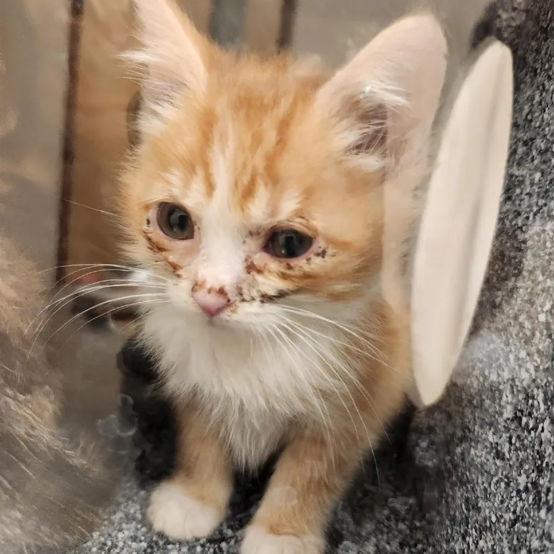A baby small-sized male Orange / Red Domestic Short Hair cat named Limerick for adoption in Reno, NV