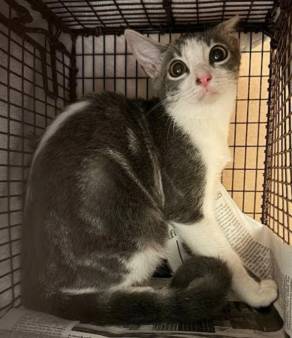 A baby small-sized female Domestic Short Hair cat named Martina for adoption in Austin, TX