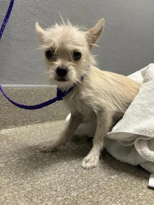 A young small-sized male Terrier dog named Jay Jay for adoption in Las Vegas, NV
