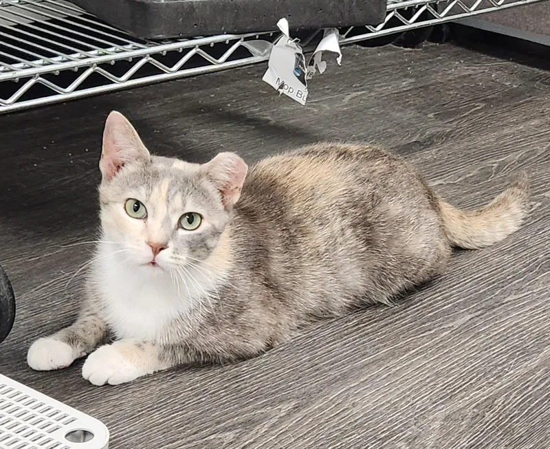 A young medium-sized female Domestic Short Hair cat named Rita for adoption in Herndon, VA