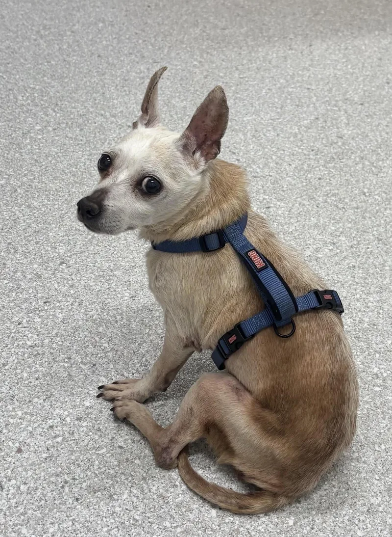 A senior small-sized male Chihuahua dog named Cream Puff for adoption in Hillsborough, NC
