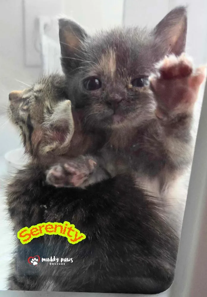 A baby small-sized female Domestic Short Hair cat named Serenity for adoption in Council Bluffs, IA