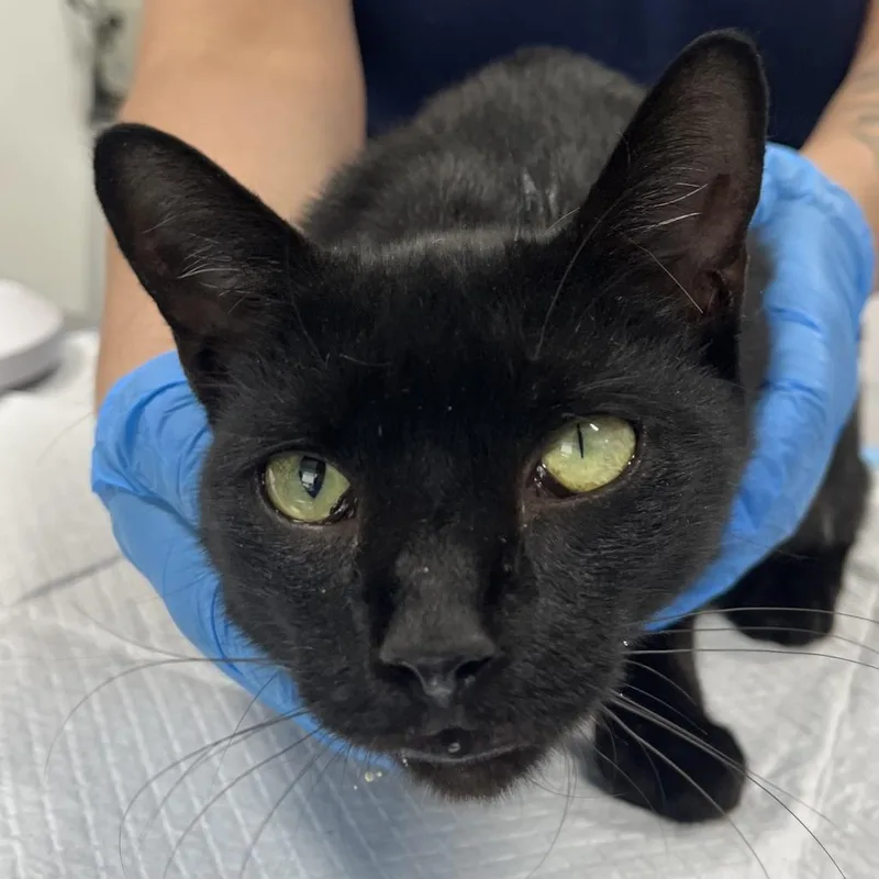 A young medium-sized female Black Domestic Short Hair cat named Menos for adoption in Newark, NJ