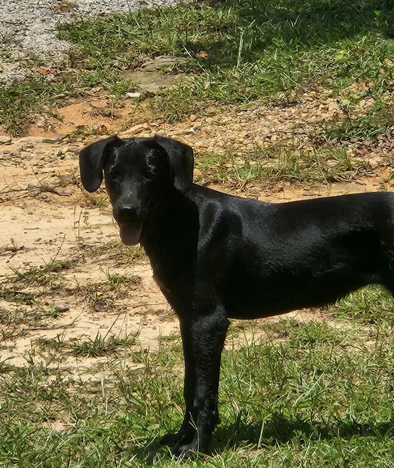 A young large-sized female Labrador Retriever dog named Piper for adoption in Roanoke, AL