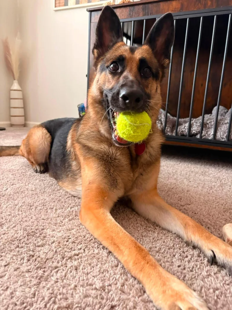 A young large-sized female Black German Shepherd Dog dog named Koa for adoption in Manhattan, KS