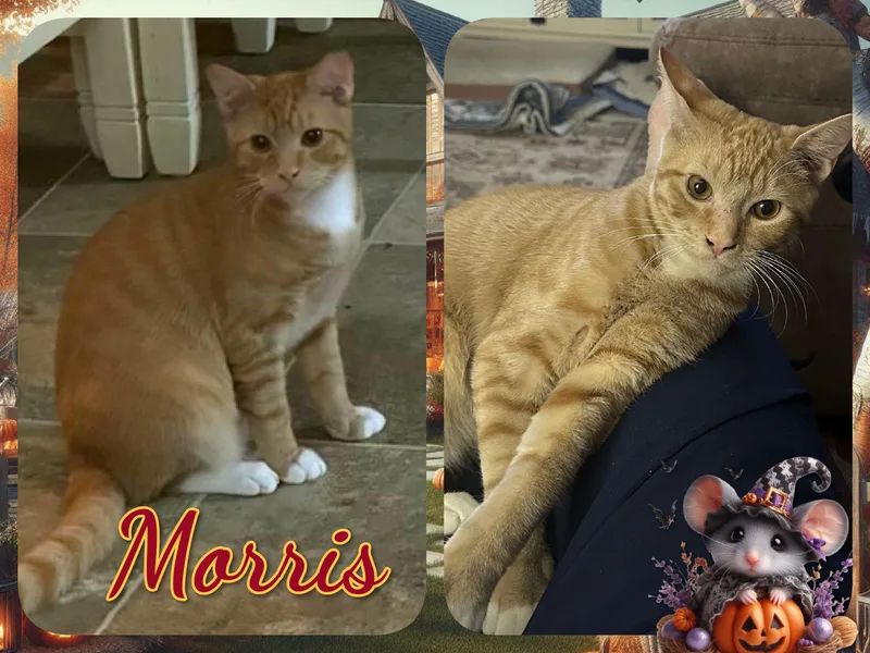 A baby medium-sized male Domestic Short Hair cat named Morris for adoption in Corinth, NY
