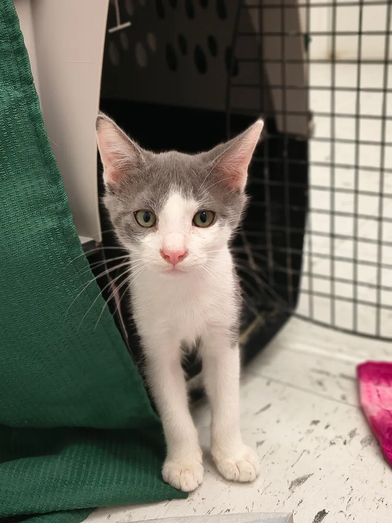 A baby medium-sized male Gray & White Domestic Short Hair cat named Weaver for adoption in Oriental, NC