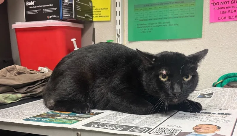 An adult medium-sized male Domestic Short Hair cat named Cadiz for adoption in Sorrento, LA