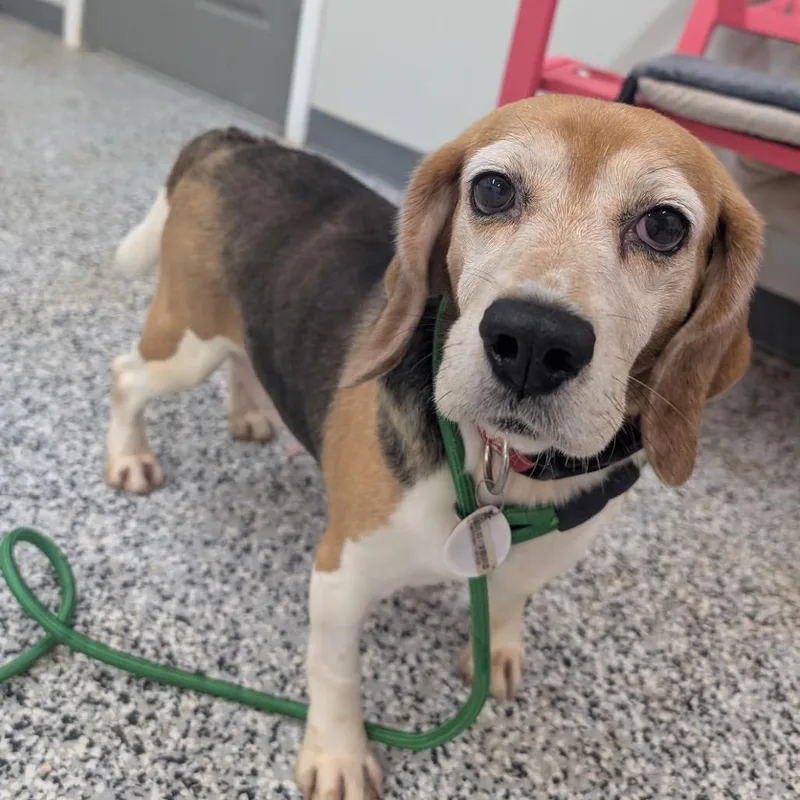 A senior medium-sized female White / Cream Beagle dog named Helen for adoption in Nowata, OK