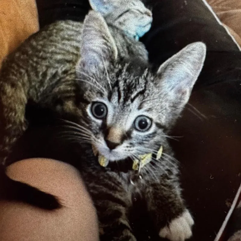 A baby small-sized male Brown / Chocolate Domestic Short Hair cat named Rufus for adoption in Wheeling, IL