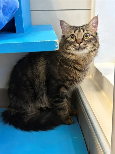 A young small-sized male Domestic Long Hair cat named Taco for adoption in Forney, TX