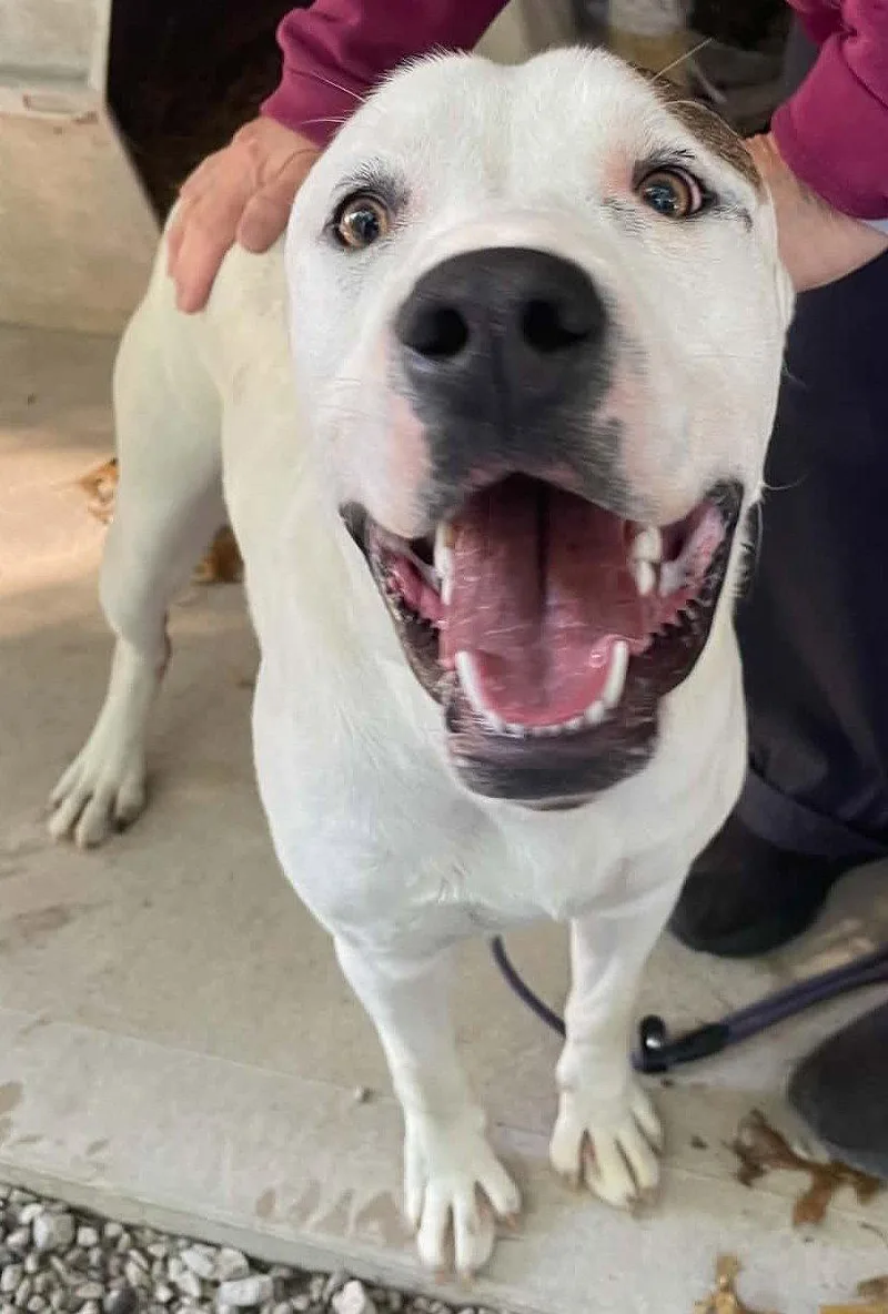 A young medium-sized male American Staffordshire Terrier dog named Buster for adoption in Frenchburg, KY