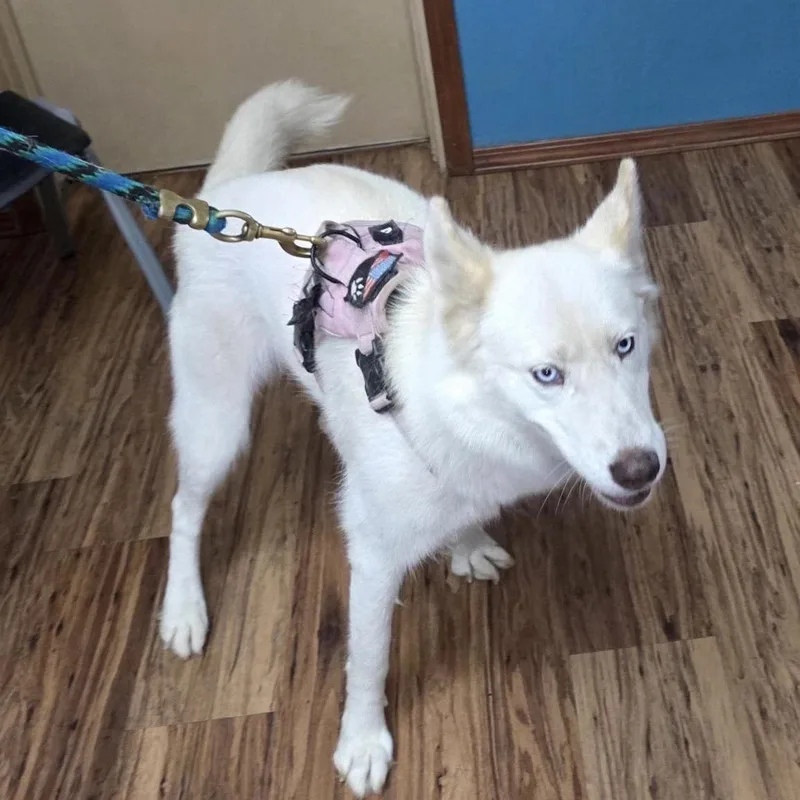 A young medium-sized female White / Cream Husky dog named Roxy for adoption in Dripping Springs, TX
