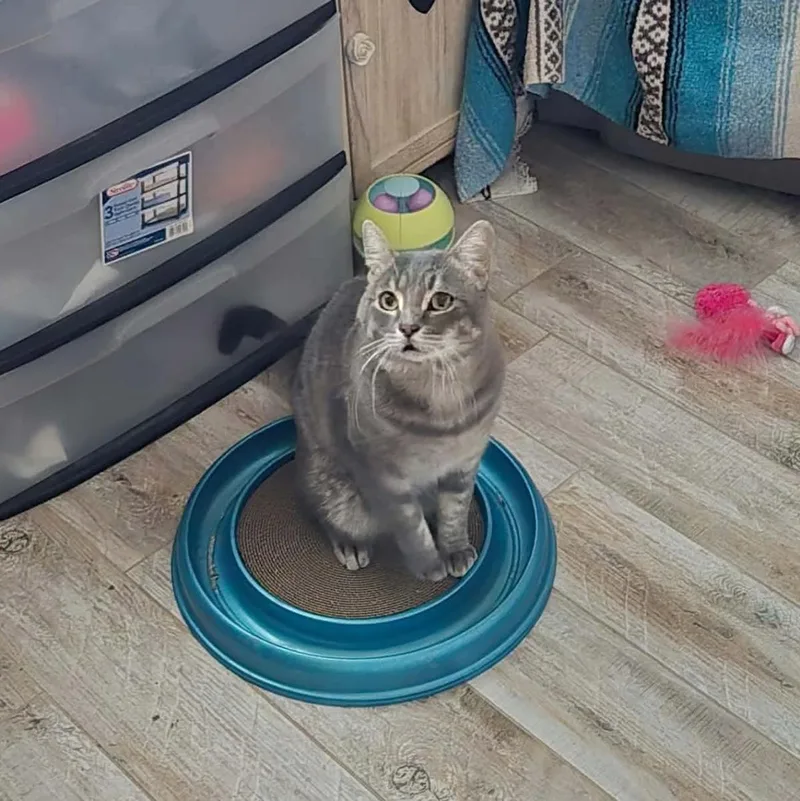 An adult medium-sized male Gray / Blue / Silver Domestic Short Hair cat named Willie Boy for adoption in Chandler, AZ