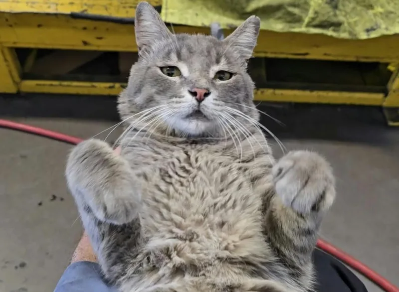 Willie Boy thumbnail 3