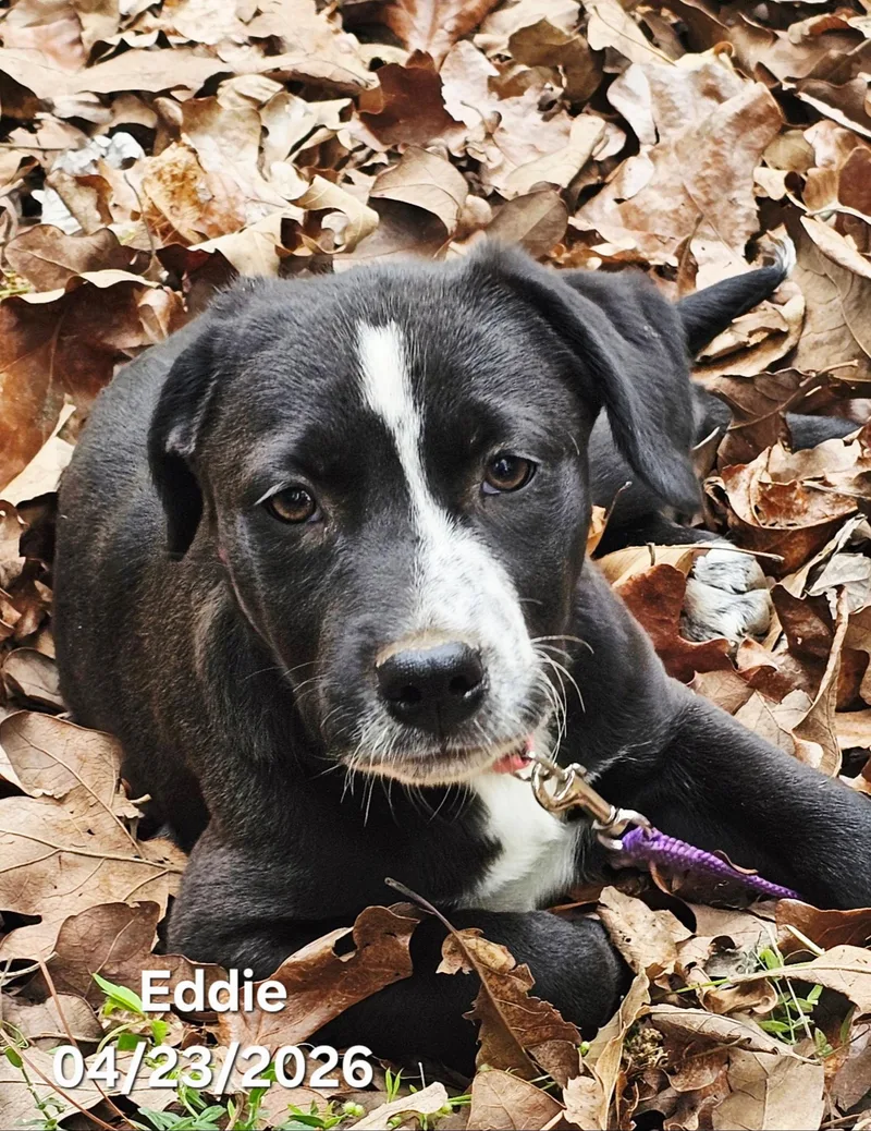 Eddie thumbnail 5