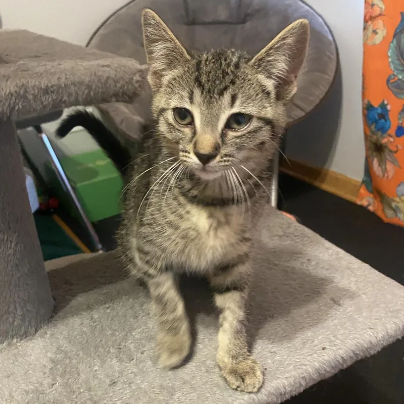 A baby small-sized female Gray / Blue / Silver Domestic Short Hair cat named Mia for adoption in Skokie, IL