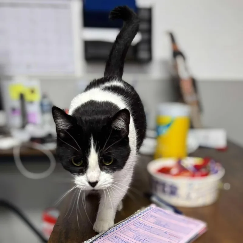 An adult medium-sized female Black Domestic Short Hair cat named Lilith for adoption in Monticello, IA